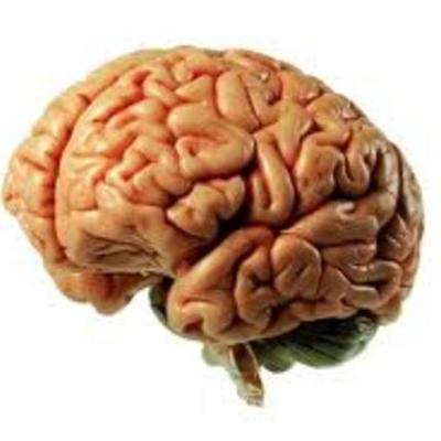 Timeline: Linea de tiempo cerebro