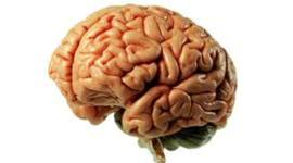 Timeline: Linea de tiempo cerebro