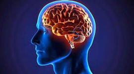 Timeline: ¿De donde viene y para donde va el cerebro?