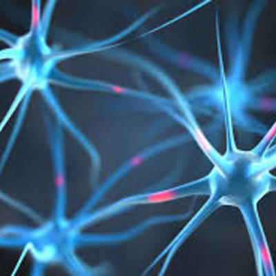 Timeline: Sistema Nervioso