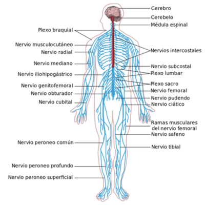 Timeline: EL SURGIMIENTO DEL SISITEMA NERVIOSO