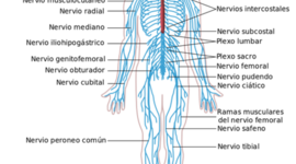 Timeline: EL SURGIMIENTO DEL SISITEMA NERVIOSO