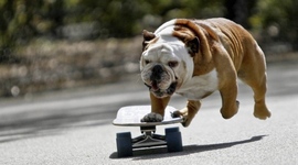 Timeline: Skateboarding