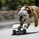 Skateboarding bulldog