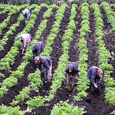 Timeline: Reformas e incursión neoliberal en la producción colombiana