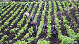 Timeline: Reformas e incursión neoliberal en la producción colombiana