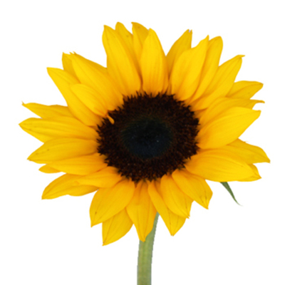 Timeline: Emma M. Timeline