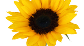 Timeline: Emma M. Timeline