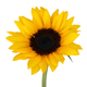 Sunflower head 350 b6f83822