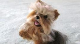 Timeline: Lucy R. Time Line