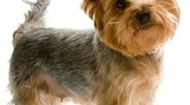 Timeline: Linda A Timeline