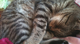 Timeline: Addison B Timeline