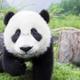 Panda profile