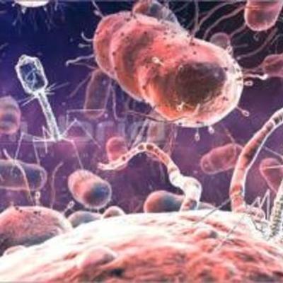 Timeline: History of Microbiology (Williams & Melanson)