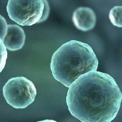 Timeline: Historia del estudio de la célula