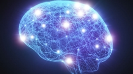 Timeline: La evolución del sistema nervioso