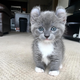 Kitten cute