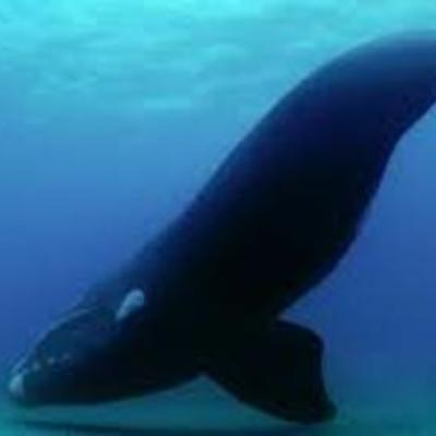 Timeline: viaje a Puerto Madryn