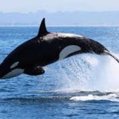 Timeline: Viaje a puerto madryn