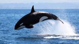 Timeline: Viaje a puerto madryn