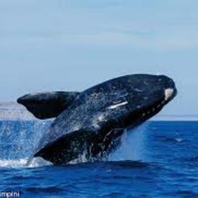 Timeline: Viaje Puerto Madryn 2017