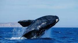 Timeline: Viaje Puerto Madryn 2017