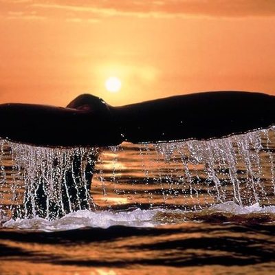 Timeline: Viaje a Puerto Madryn 2017