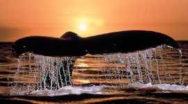 Timeline: Viaje a Puerto Madryn 2017