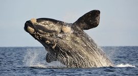 Timeline: Viaje a Puerto Madryn