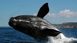 Timeline: Viaje a Puerto Madryn 2017