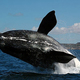 Ballena framca austral