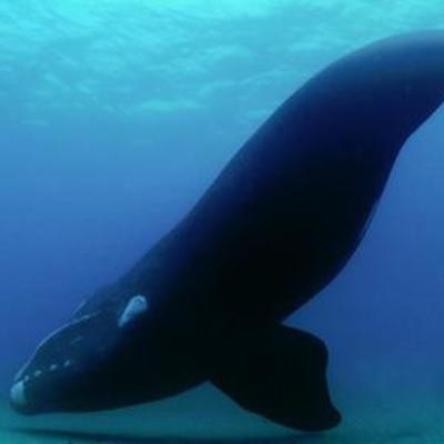 Timeline:  Viaje a Puerto Madryn