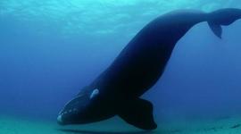 Timeline:  Viaje a Puerto Madryn