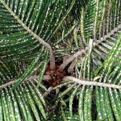 Timeline: Aulacaspis Control