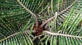 Timeline: Aulacaspis Control