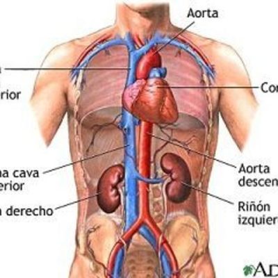 Timeline: etapas distintas