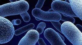 Timeline: 3rd Period, History of Microbiology- Calhoun,Cameron