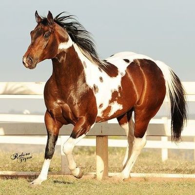 Timeline: Megan Hafner