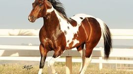 Timeline: Megan Hafner