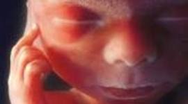 Timeline: Etapas del Desarrollo Humano