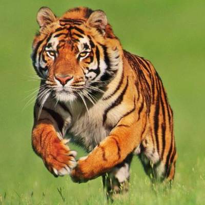 Timeline: ETAPAS DEL SOL (TIGRE MARTINEZ)