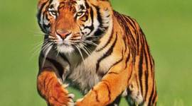 Timeline: ETAPAS DEL SOL (TIGRE MARTINEZ)