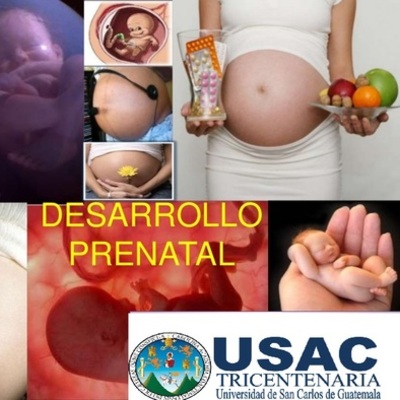 Timeline: Desarollo Prenatal