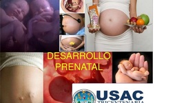 Timeline: Desarollo Prenatal