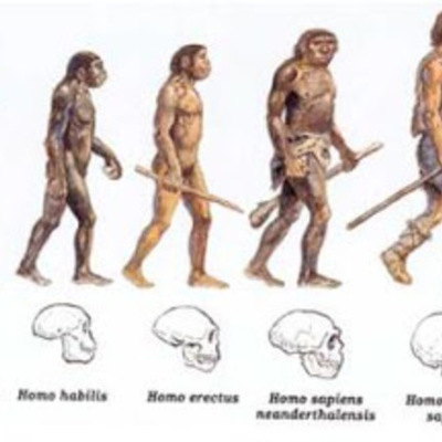 Timeline: Evolución del Hombre