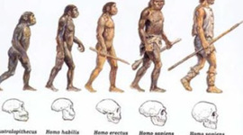 Timeline: Evolución del Hombre