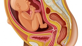 Timeline: Desarrollo Prenatal