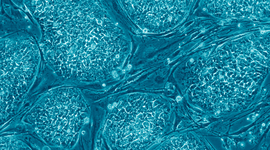 Timeline: History of the Cell Theory