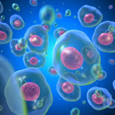 Timeline: Descubrimiento de las células y la gestación de la Teoría Celular