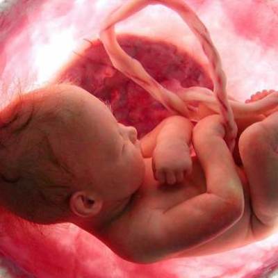 Timeline: Desarrollo Prenatal Patricia Alvarado 201705669